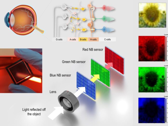 A Pennsylvania State University kutatói emberi szemre hasonló eszközt hoztak létre a képek rögzítéséhez